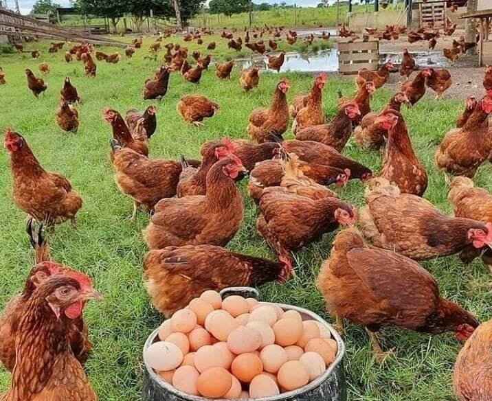رواج الدجاج البياض لحوم رخيصة تهدد صحه المستهلكين المغاربة