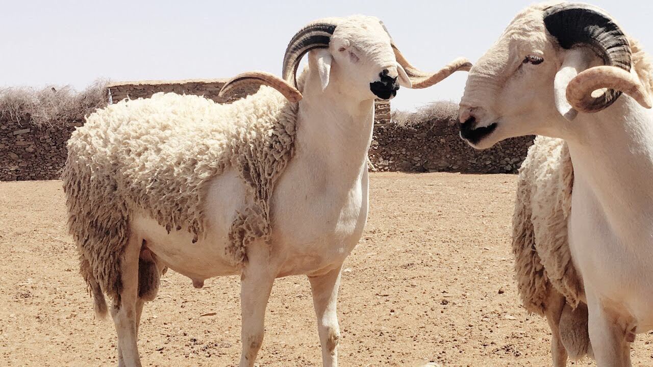عيد الأضحى مناسبة لتعويض خسائر السنة الماضية للفلاحين الصغار