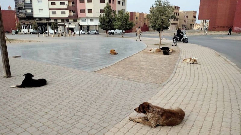 جهة الشرق: الكلاب الضالة تنشر الخوف