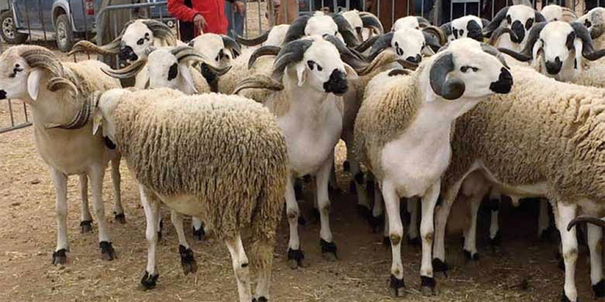 نفوق قطيع من الغنم بإقليم برشيد يثير هلع الفلاحين والمطالبة بتحقيق عاجل